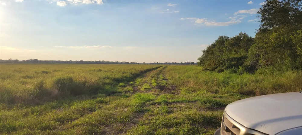 Whitetail Xing Crossing Needville, TX 77461