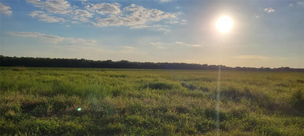 Whitetail Xing Crossing Needville, TX 77461