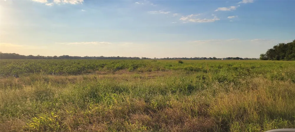 Whitetail Xing Crossing Needville, TX 77461