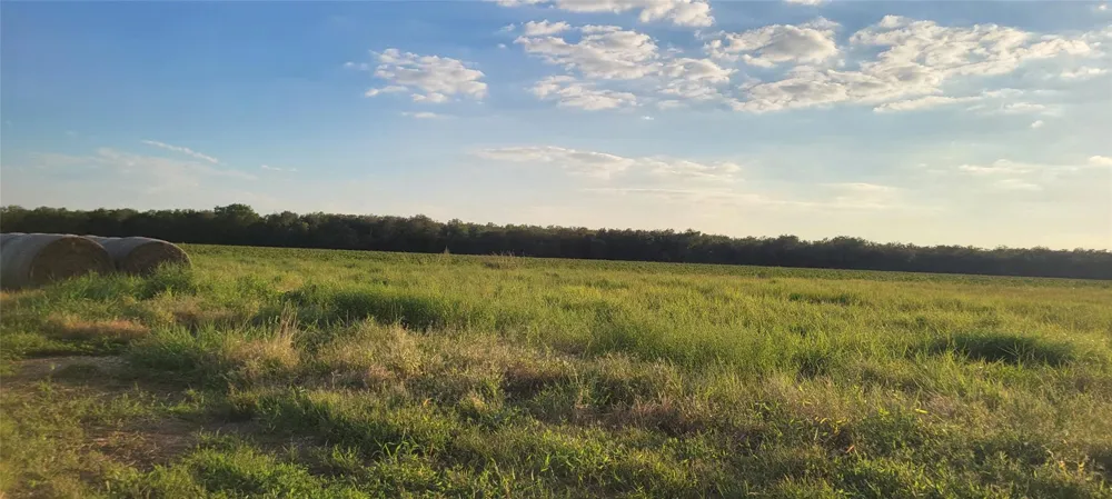 Whitetail Xing Crossing Needville, TX 77461