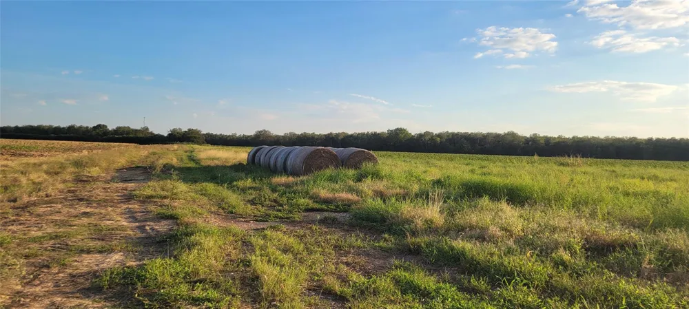 Whitetail Xing Crossing Needville, TX 77461