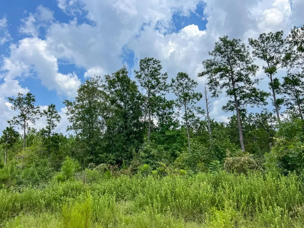 4 County Road 235 Browndell, TX 75931