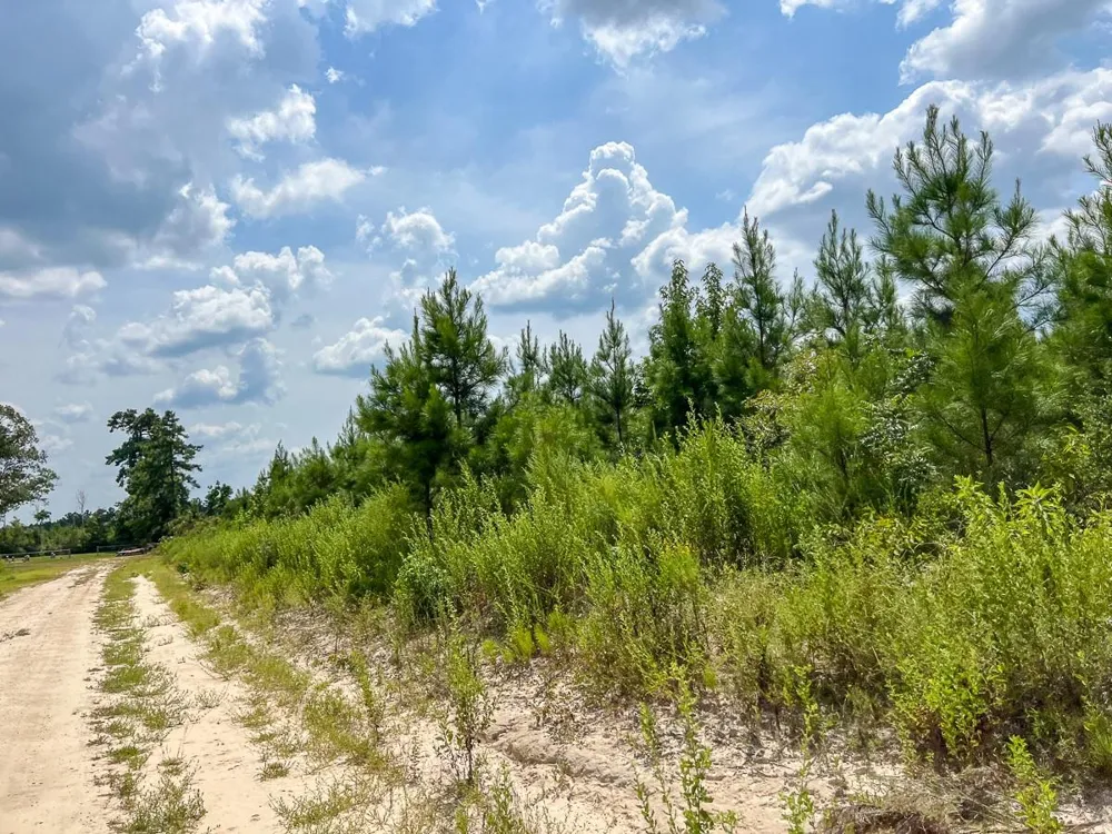 2 County Road 235 Browndell, TX 75931
