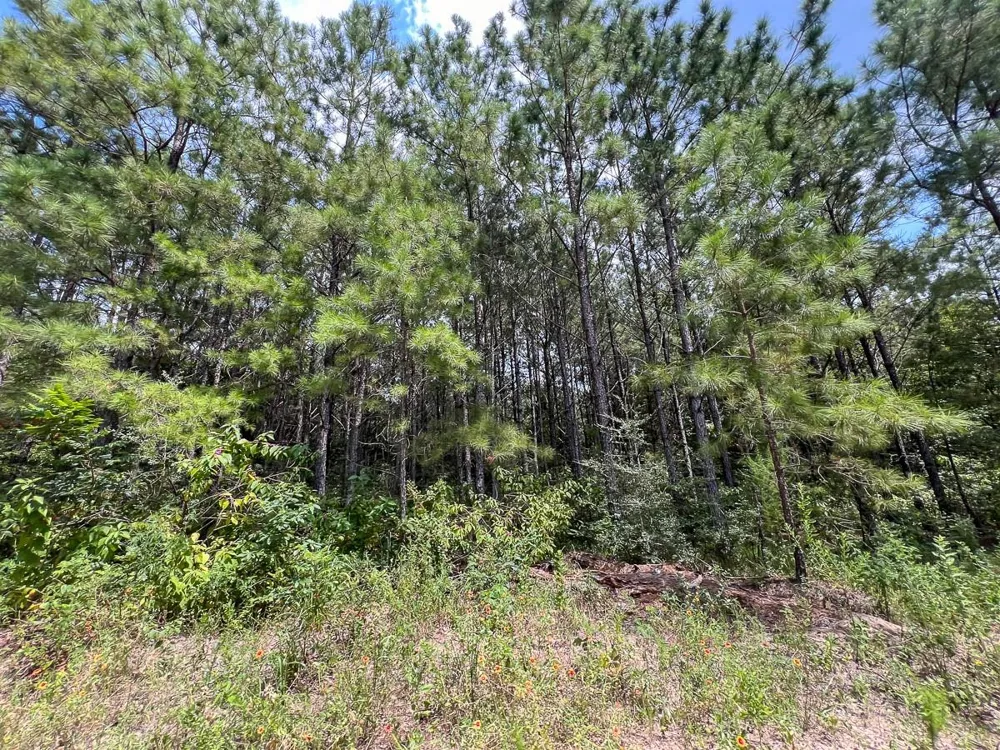 2 County Road 235 Browndell, TX 75931