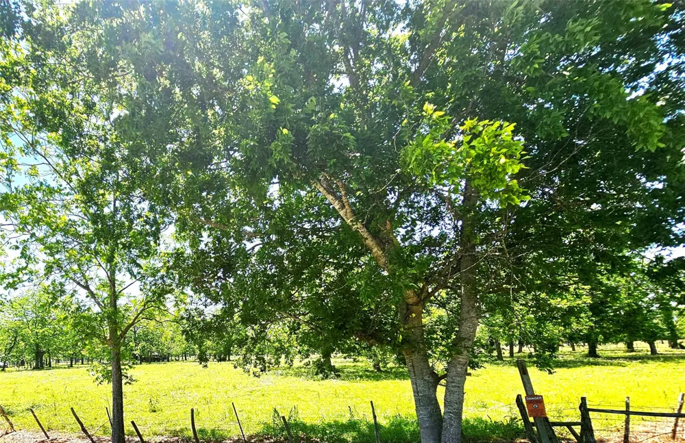 Cr 153 Boling, TX 77420