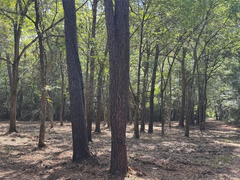 17 Lone Star Parkway Montgomery, TX 77356
