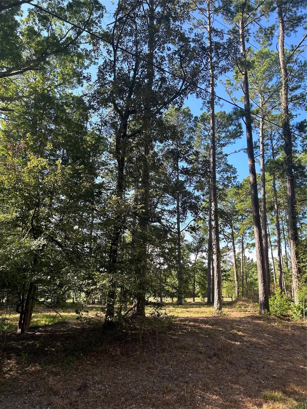 36373839 Rob Livingston, TX 77351