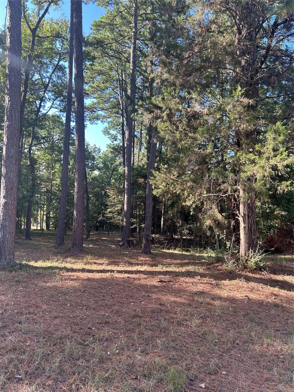 36373839 Rob Livingston, TX 77351