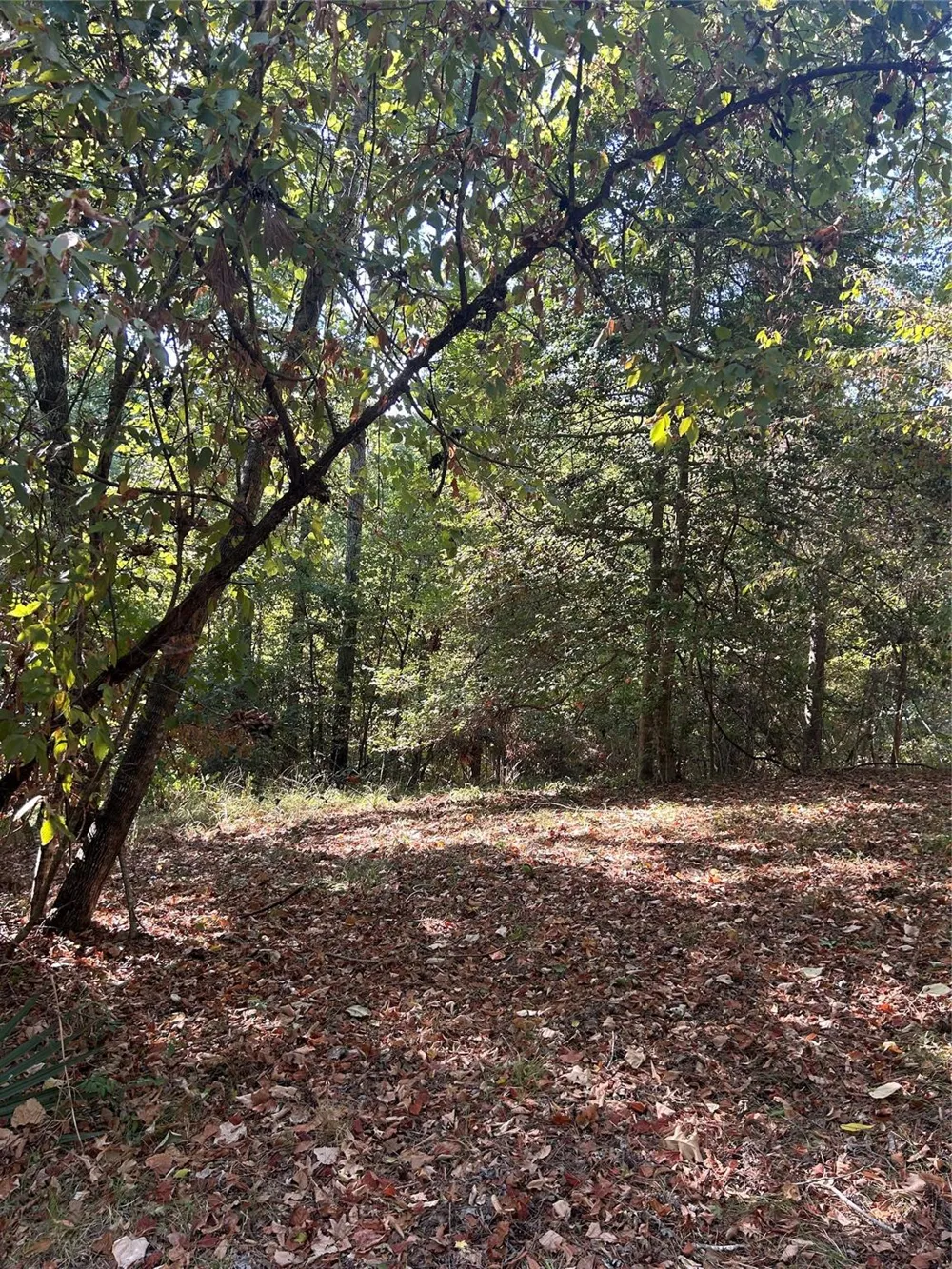 1327 Joanna Hill Livingston, TX 77351