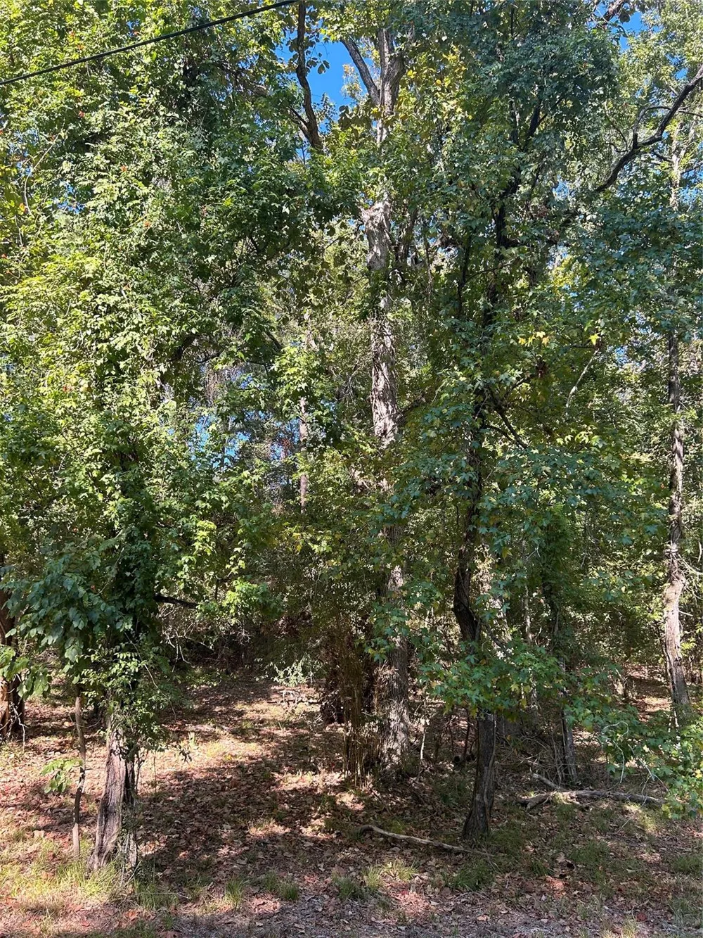 Joanna Hill Livingston, TX 77351
