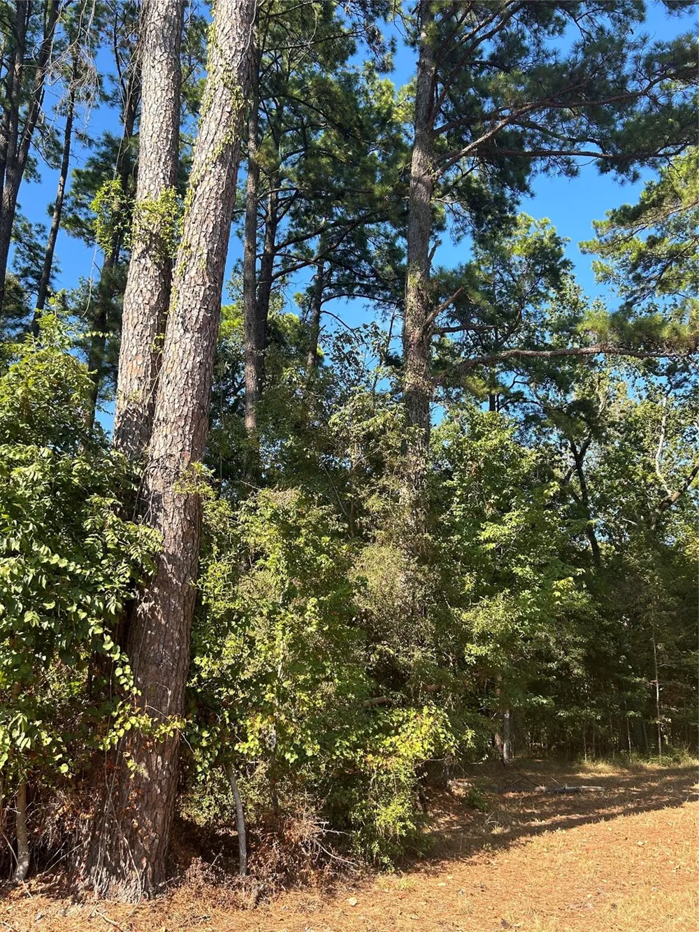 545556 Grand Pine Circle Livingston, TX 77351