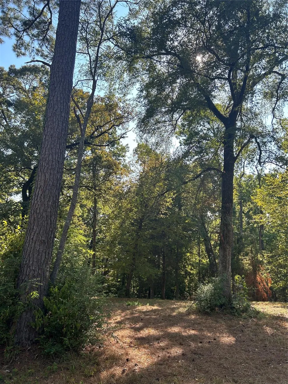 Tiki Trail Livingston, TX 77351