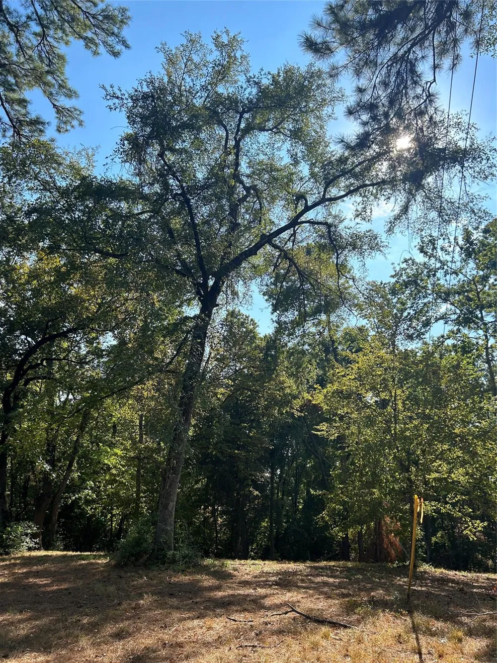 Tiki Trail Livingston, TX 77351