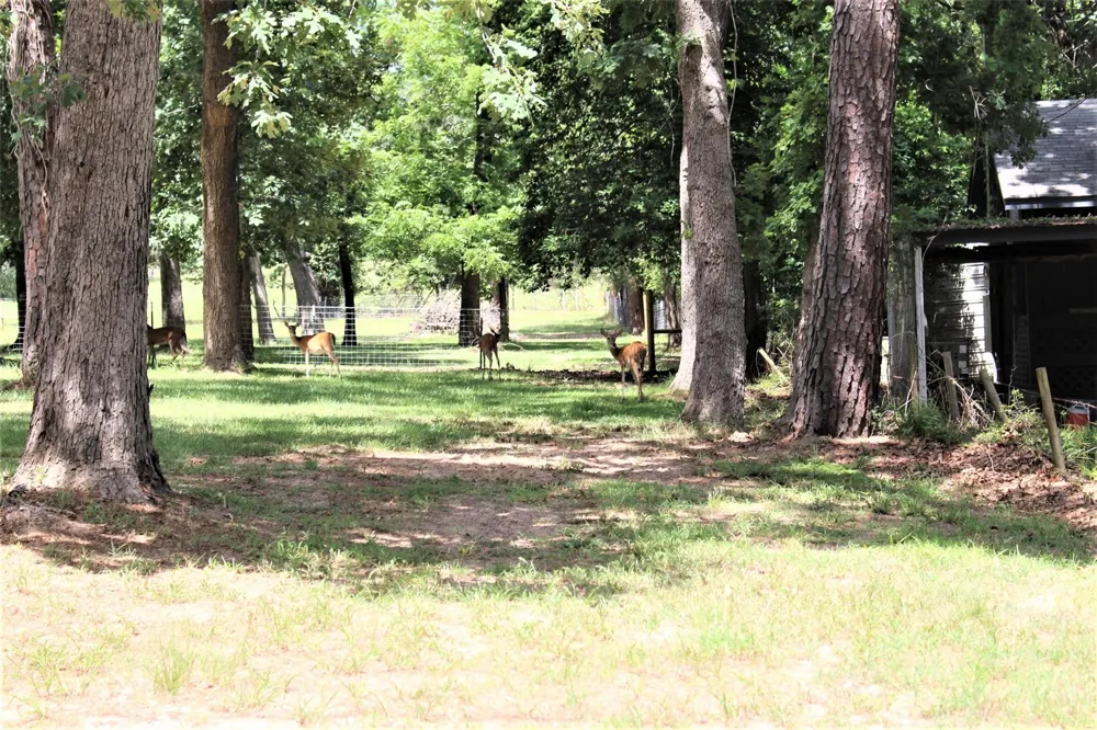 145 Crossed Arrows Grapeland, TX 75844
