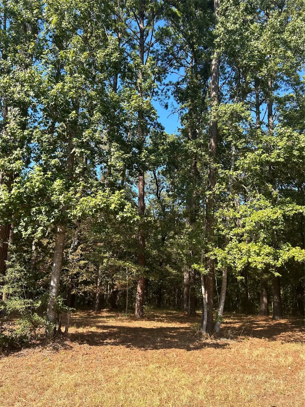 575859 Grand Pine Circle Livingston, TX 77351