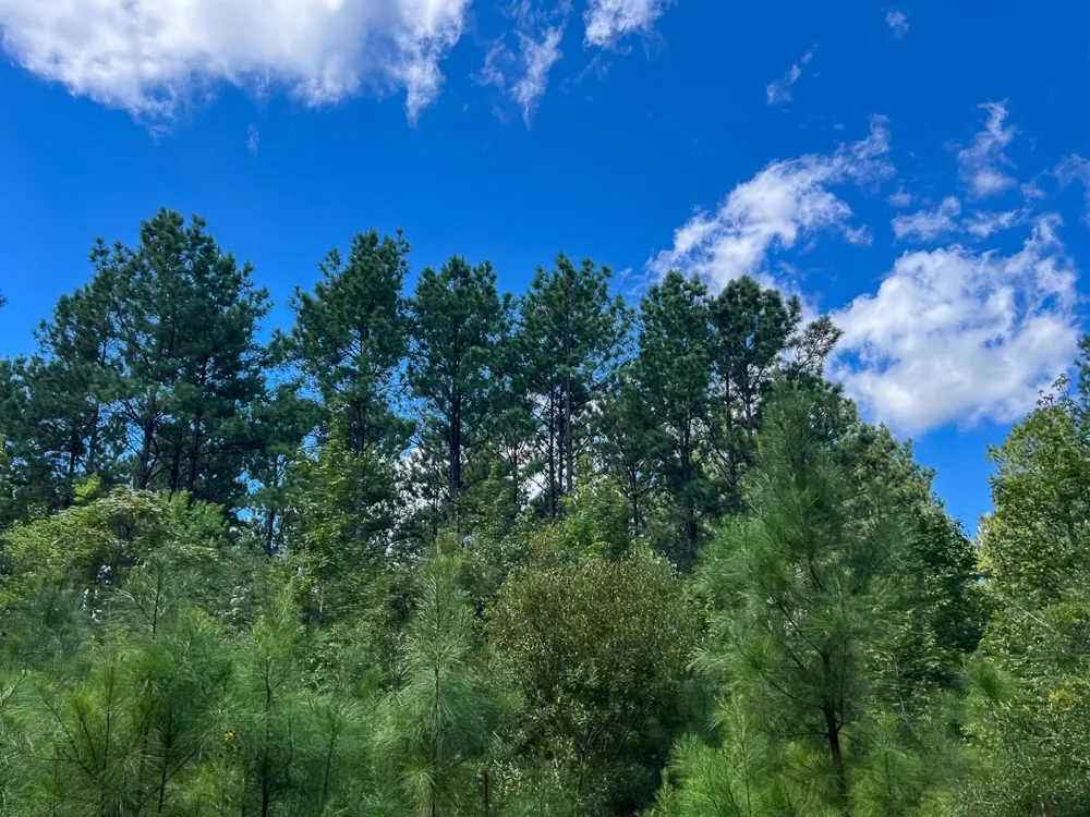 2 Cr 4470 Ivanhoe, TX 75979