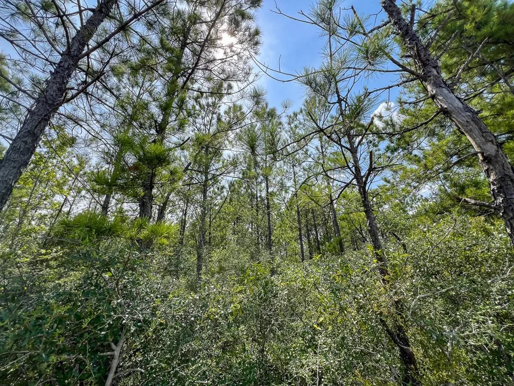 1 Highway 96 Kirbyville, TX 75951