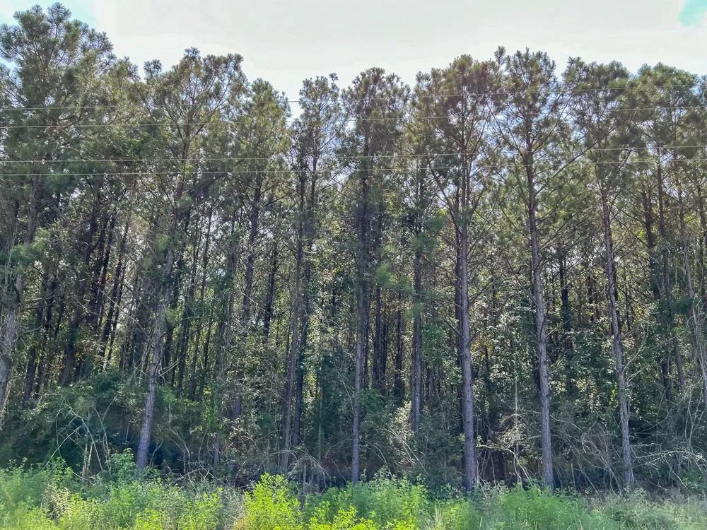1 Highway 96 Kirbyville, TX 75951
