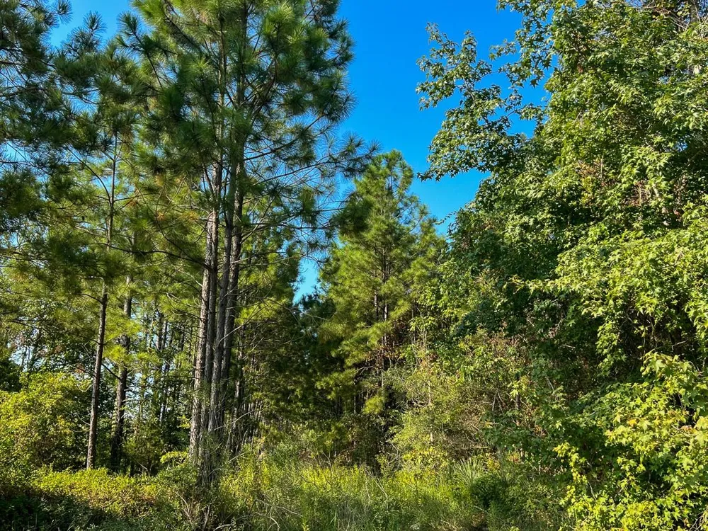 Shady Grove Rd Woodville, TX 75979