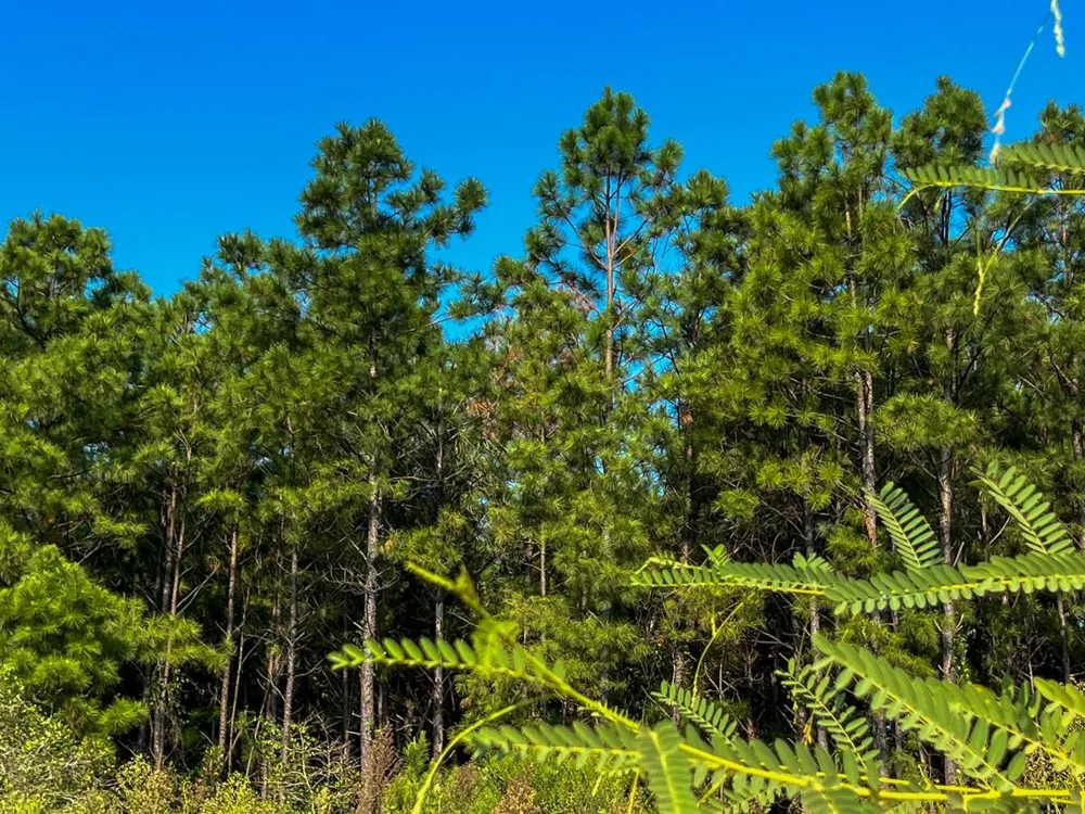 Shady Grove Rd Woodville, TX 75979