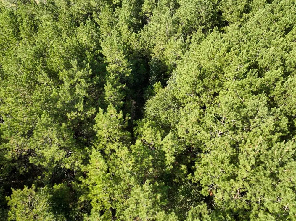 2 Fm 1013 Kirbyville, TX 75956
