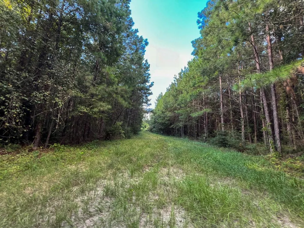 3 Fm 1013 Kirbyville, TX 75956