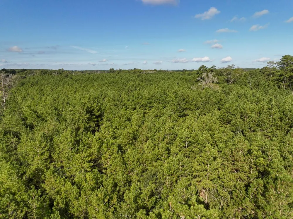 6 Fm 1013, Cr 517 Kirbyville, TX 75956