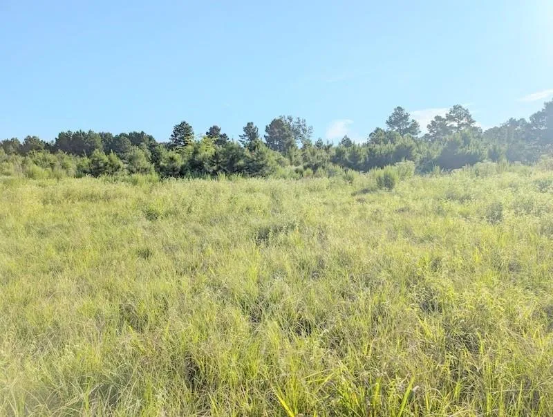 County Road  3385 Lovelady, TX 75851