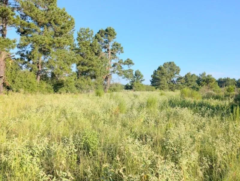 County Road  3385 Lovelady, TX 75851