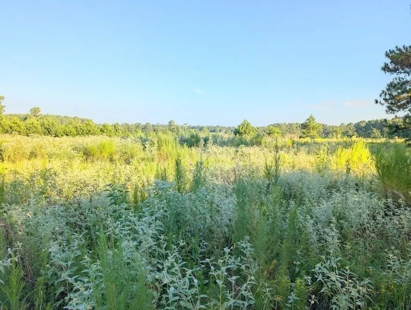County Road  3385 Lovelady, TX 75851