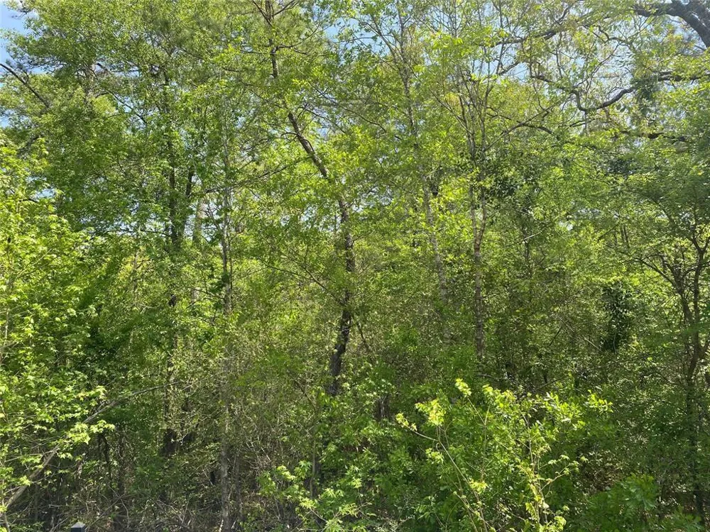 Hollybrook Drive Plantersville, TX 77363