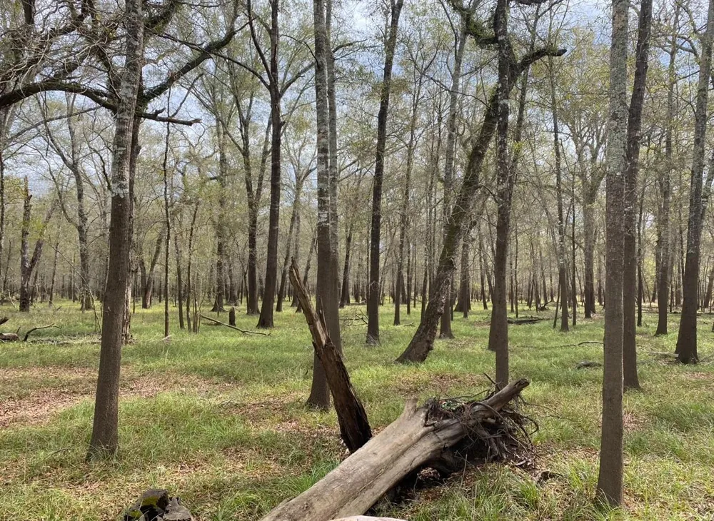 County Road 112 Centerville, TX 75833