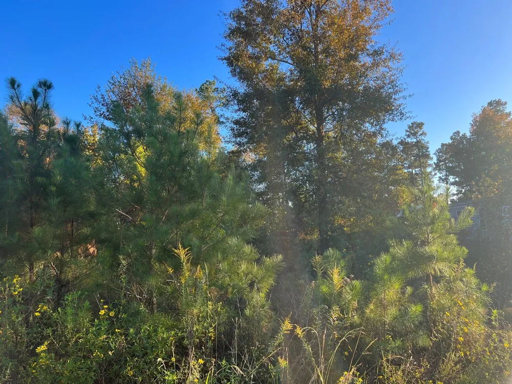 146 County Road 3479a Cleveland, TX 77327