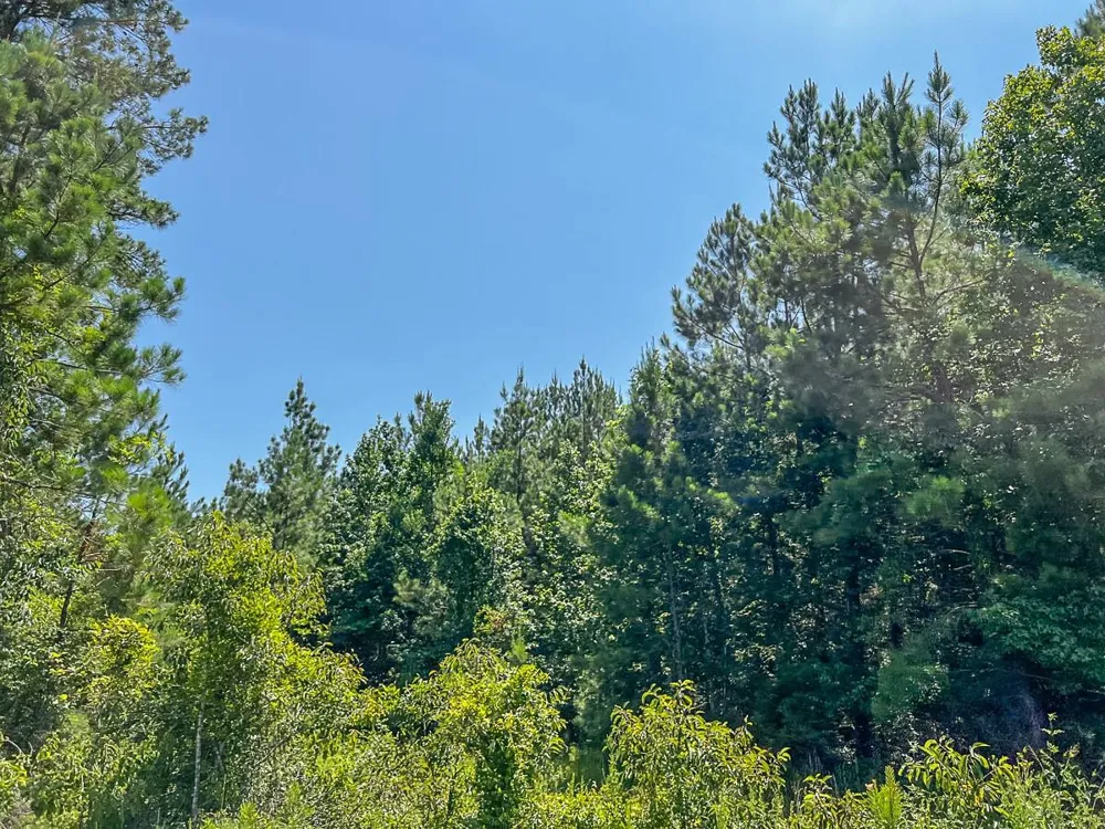 Cr 367 Zavalla, TX 75980