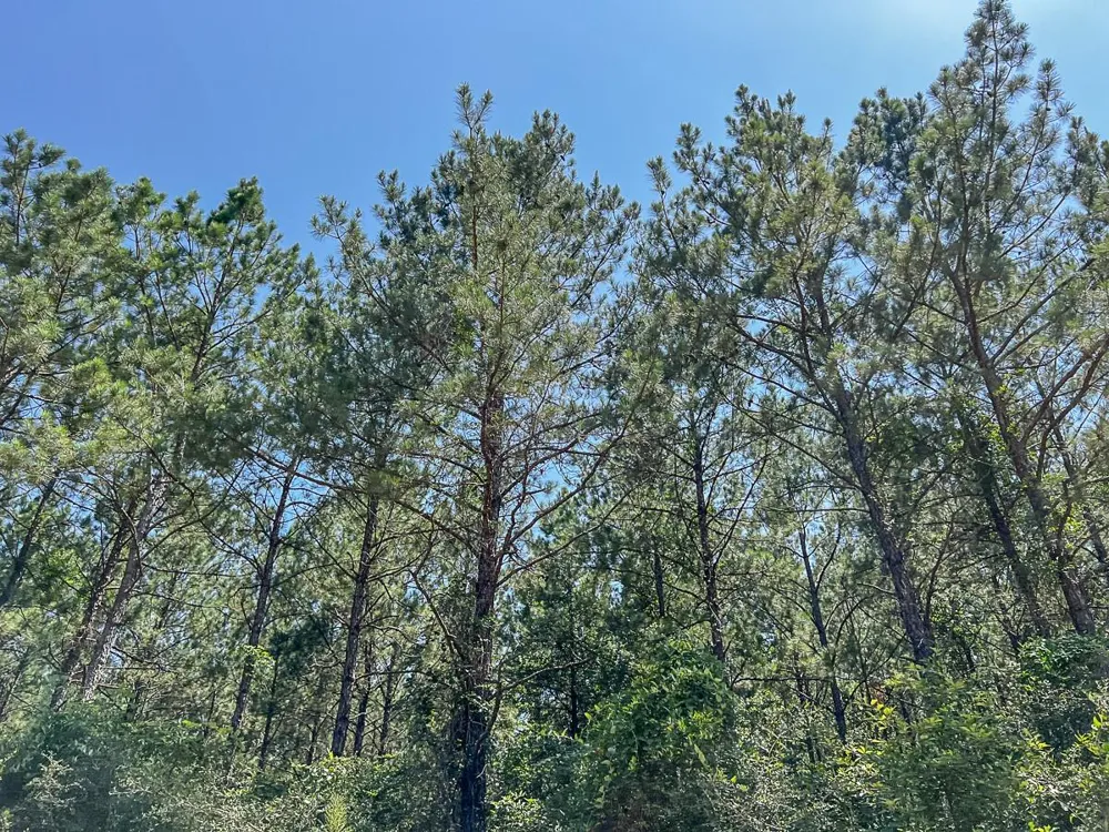 Cr 367 Zavalla, TX 75980