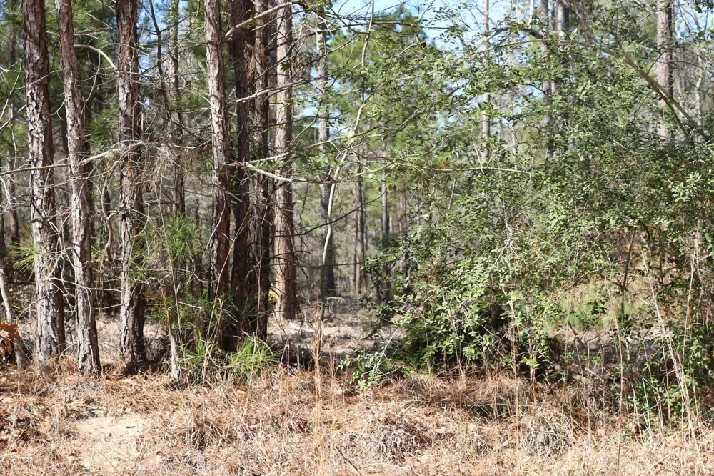 11 Hanson Road Onalaska, TX 77360