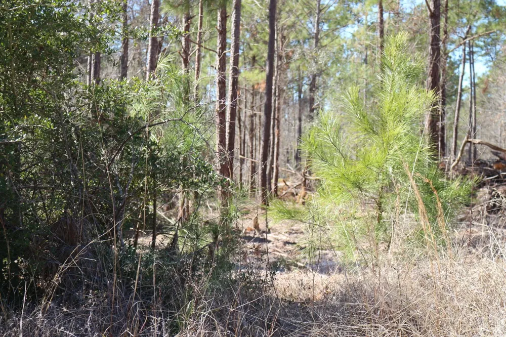 6 Hwy 356 Onalaska, TX 77360