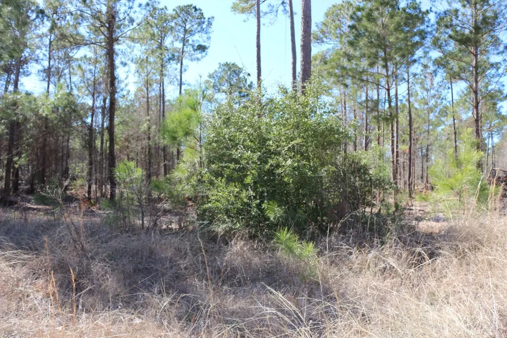 6 Hwy 356 Onalaska, TX 77360