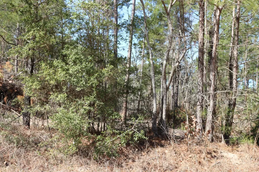 4 Hwy 356 Onalaska, TX 77360