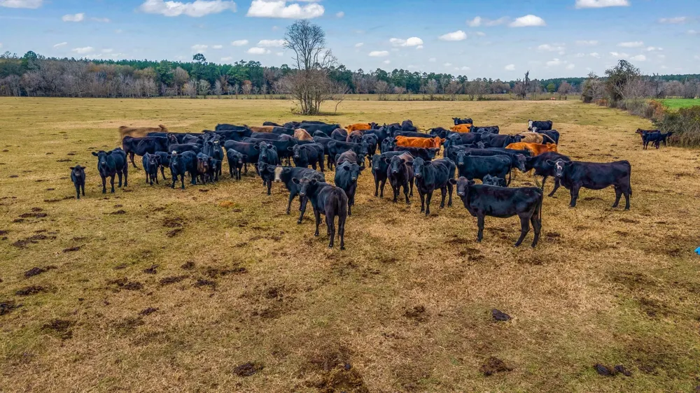 187 County Road 2194 Cleveland, TX 77327