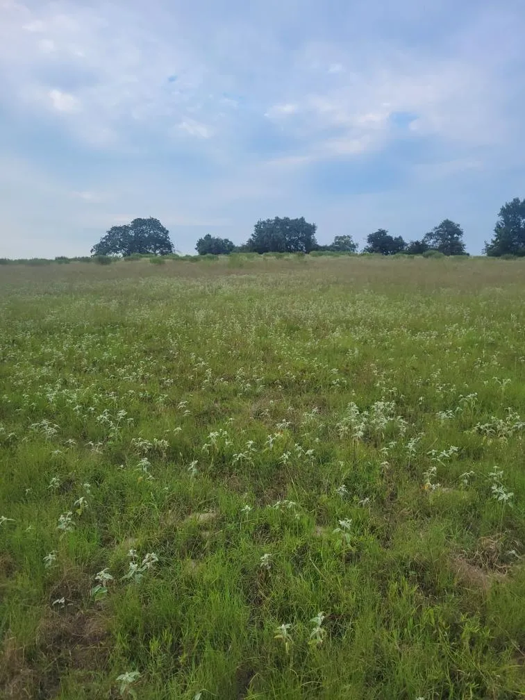 1 Cr 236 Oakwood, TX 75855
