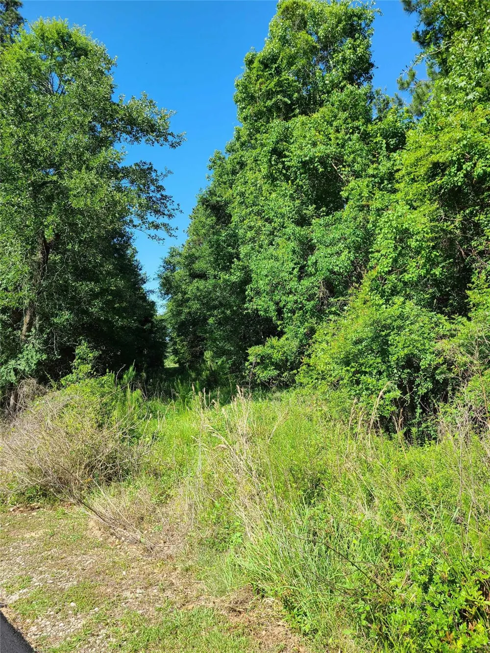 411 Springwood Drive Conroe, TX 77385