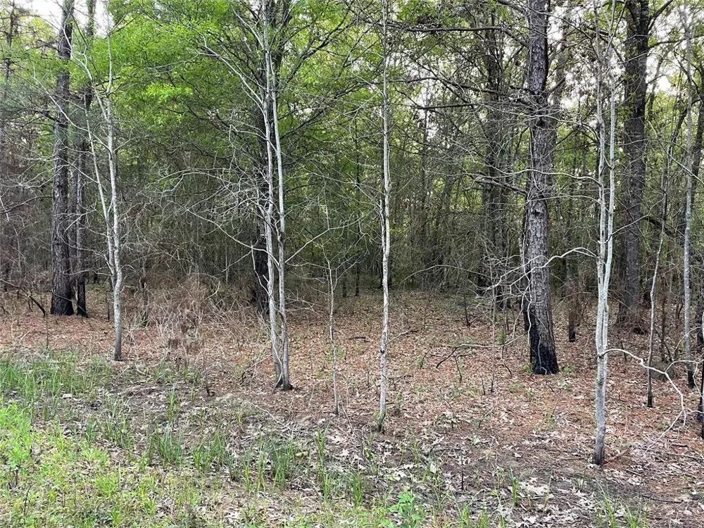 430 Parkpine Street Livingston, TX 77351