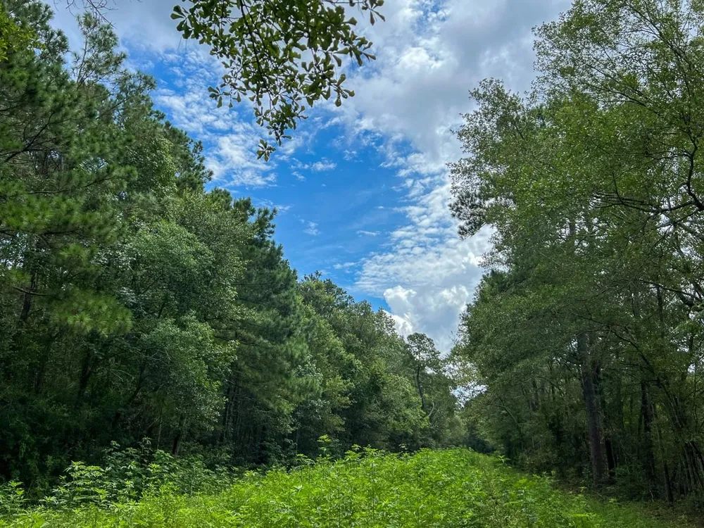 Ellis Lane Vidor, TX 77662
