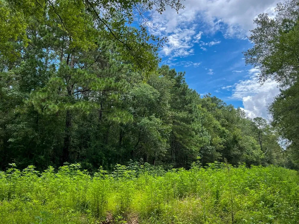 Ellis Lane Vidor, TX 77662