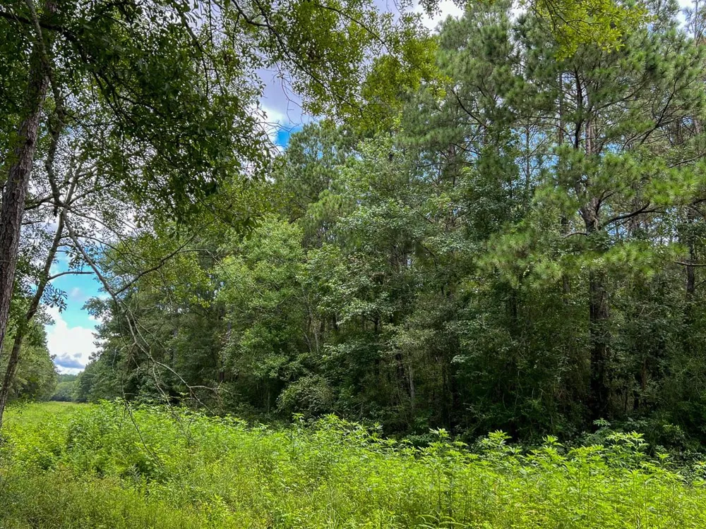 Ellis Lane Vidor, TX 77662