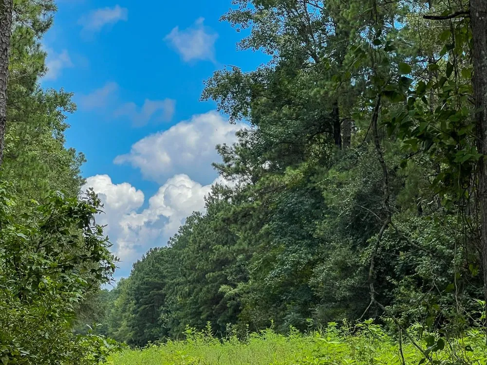 Ellis Lane Vidor, TX 77662
