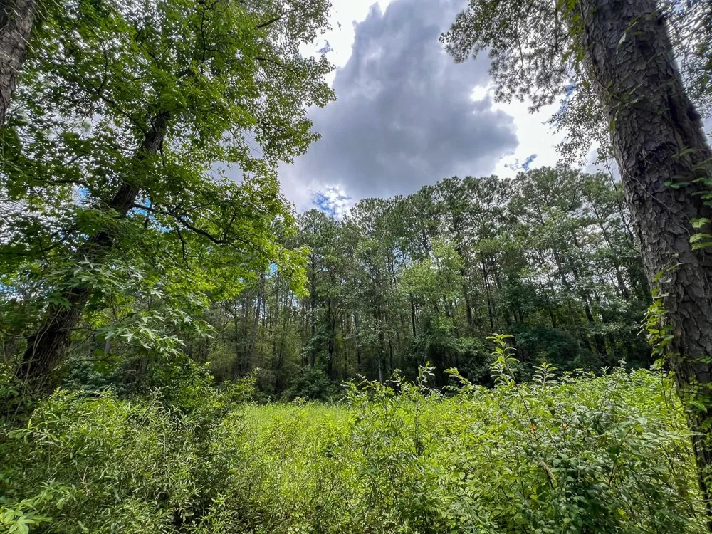 Ellis Lane Vidor, TX 77662