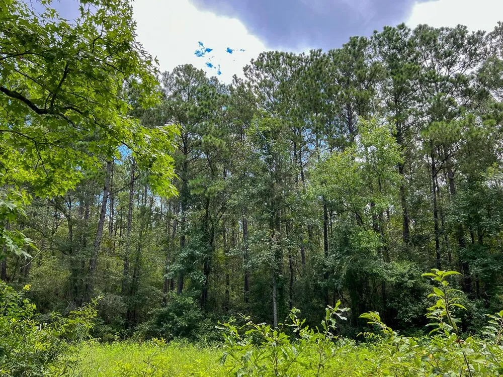 Ellis Lane Vidor, TX 77662