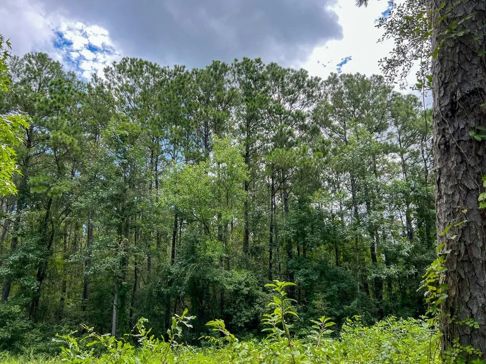 Ellis Lane Vidor, TX 77662